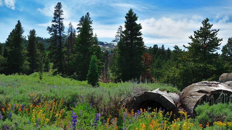 Wildflowers and pine trees in Modoc National Forest, California