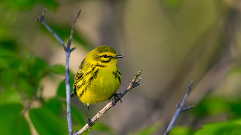 A closeup of a yellow prairie warbler perched on a tree branch.