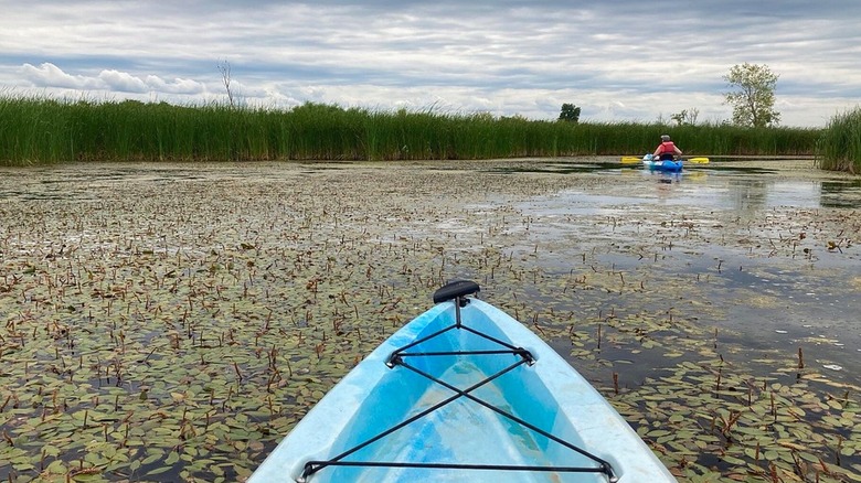 The front of a blue kayak on the water with another kayaker visible in the distance and tall grass on the water's edge.
