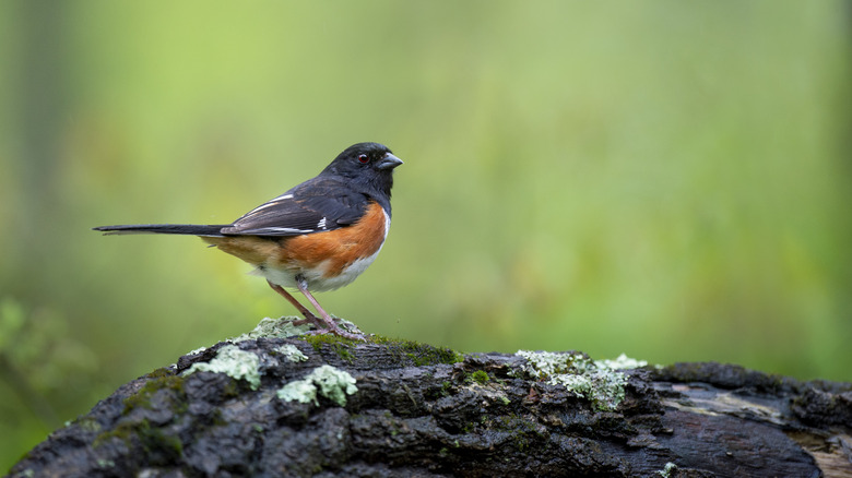 An Eastern Towhee bird sits on a branch.