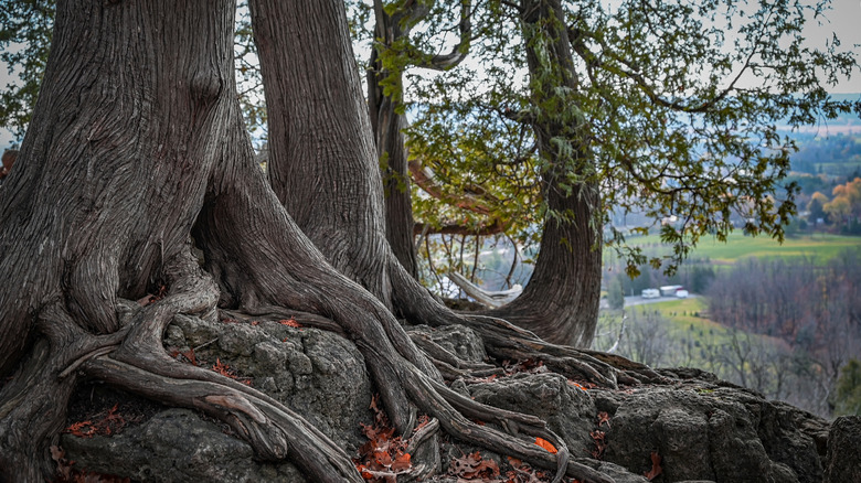 Ancient cedar trees growing out of rocks on Rattlesnake Point with a view of valleys and forests.