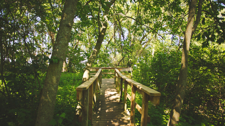Scenic and peaceful forest at Presquile Provincial Park in Ontario, Canada