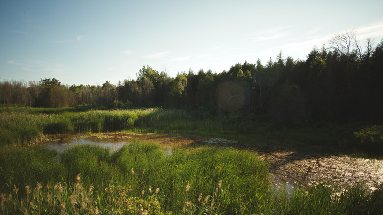 Open green space with a pond in the middle at Presqu'ile Provincial Park in Ontario, Canada
