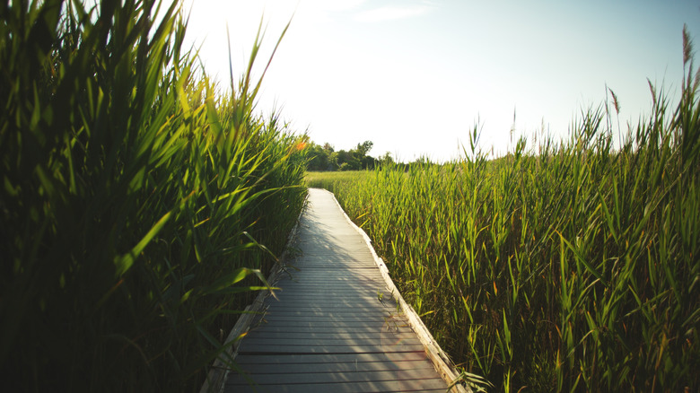 Boardwalk surrounded by greenery at Presquile Provincial Park in Ontario, Canada