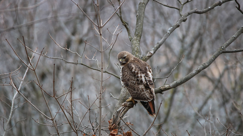Red-tailed hawk on branch at Felker's Falls Conservation Area