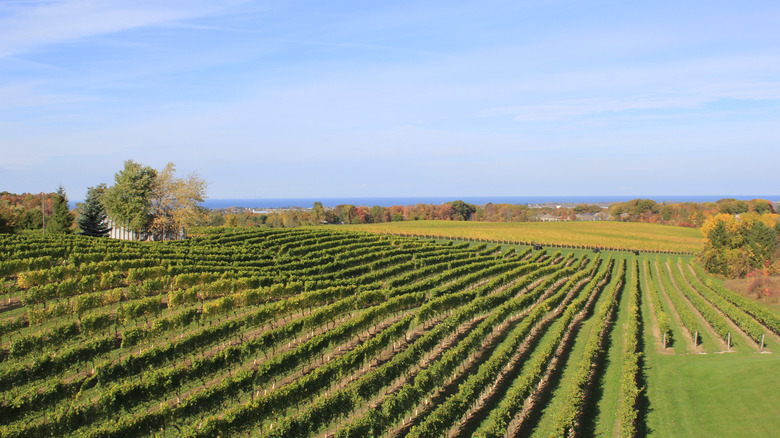 Green vineyard rows sloping towards the sea in Jordan, Ontario