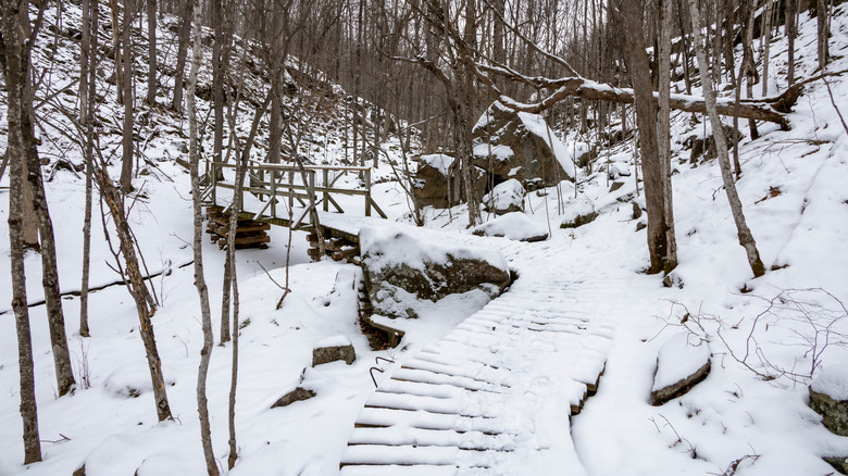 A snow-covered pathway and bridge through thin trees in Frontenac Provincial Park.