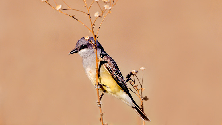Western Kingbird in Buenos Aires National Wildlife Refuge in southern Arizona