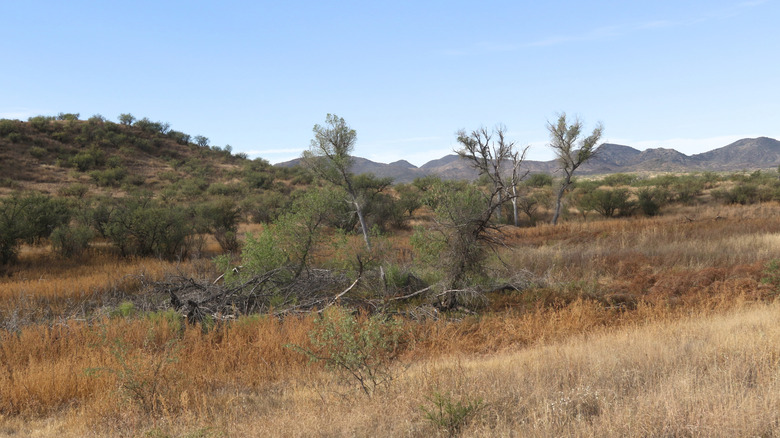 View from Arivaca Cienega Boardwalk, Buenos Aires National Wildlife Refuge, Arizona