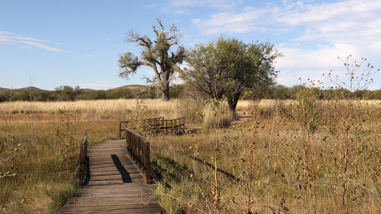 Arivaca Cienega Nature Area, Buenos Aires National Wildlife Refuge, Arizona