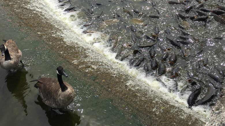 View of carp in the Pymatuning Spillway in Linesville, Pennsylvania, with two geese standing in the foreground