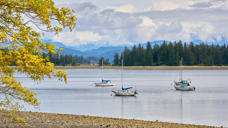 Boats moored at Drew HARbor on Quadra Island, BC with mountains in the background and a green-gold tree in the foreground