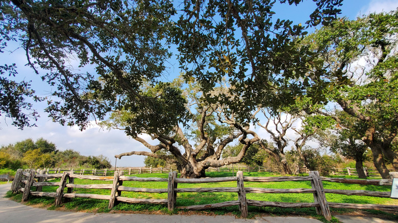 Big Tree at Goose Island State Park