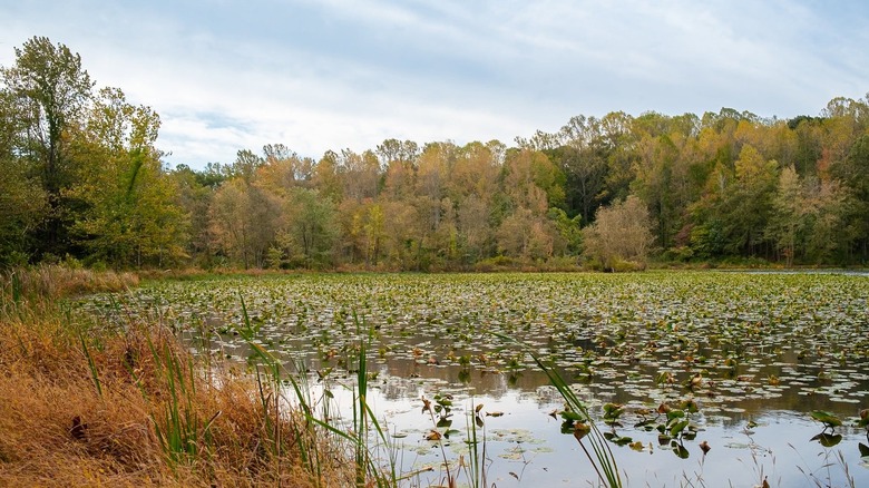 Autumn foliage at Governor Bridge Natural Area pond