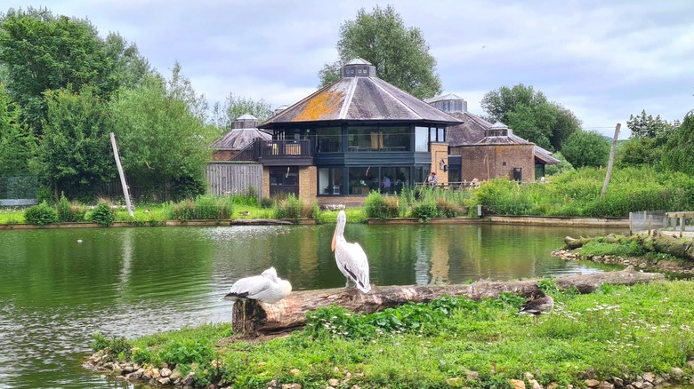 pelicans surrounded by water and greenery, WWT Arundel Wetland Centre, West Sussex, England, United Kingdom