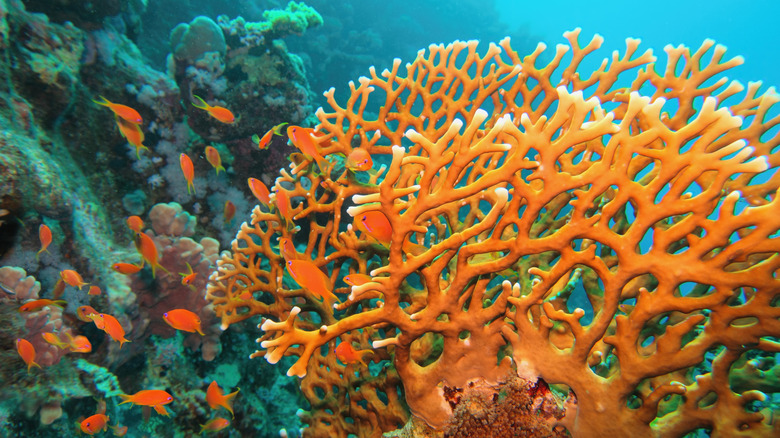Bright orange fire coral and small anthias (coral fish) swimming in blue waters