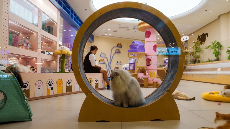 Cat cafe in Shanghai