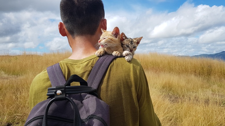 Traveler with cats in Fiji