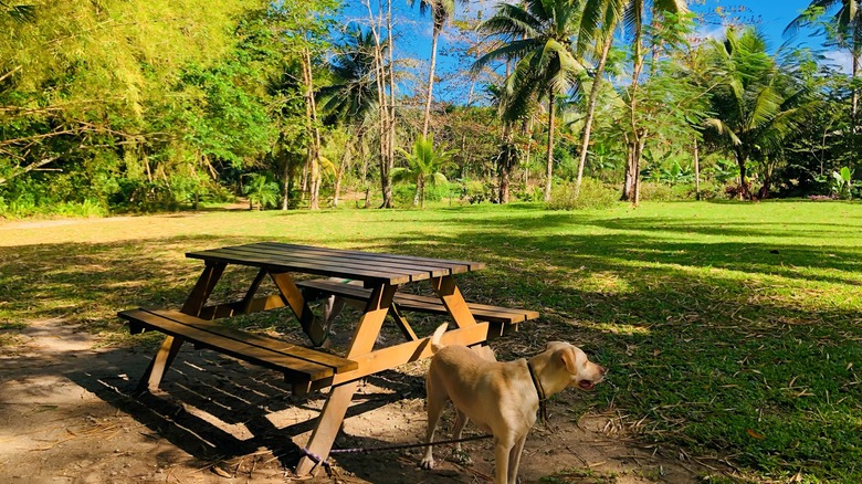 Dog in a Jamaican park