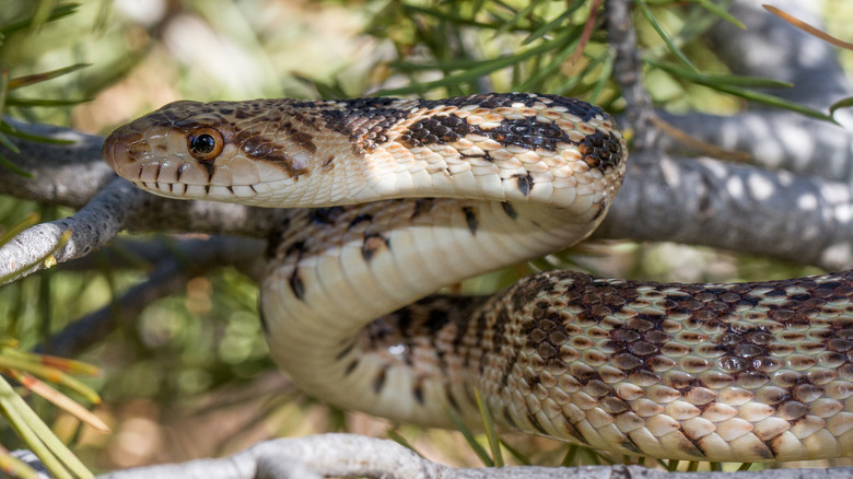 A Great Basin gopher snake coiled in the trees.