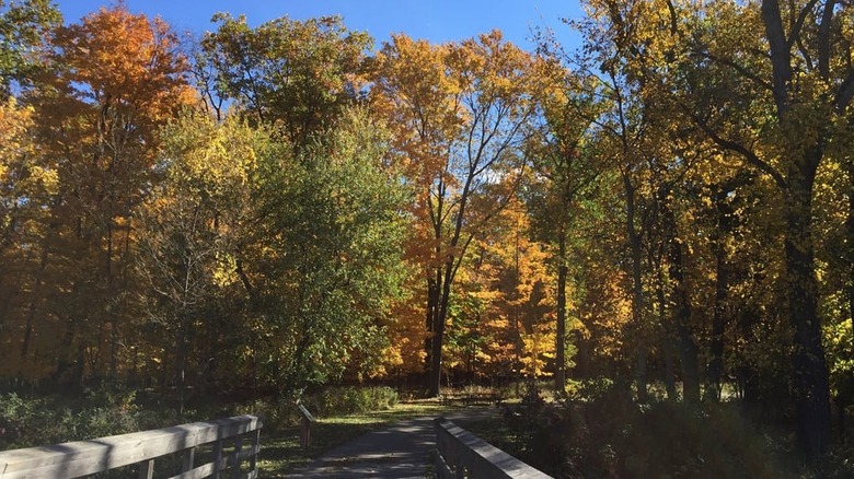 A trail leading into the woods of Big Creek Reservation