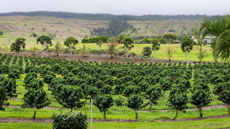 Ka'ū coffee field in Hawaii