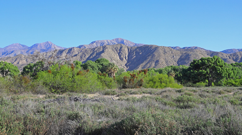 The Big Morongo Canyon Preserve with mountain backdrop