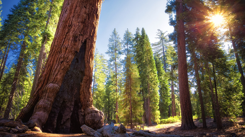 giant sequoia trees in Mariposa Grove, Yosemite National Park