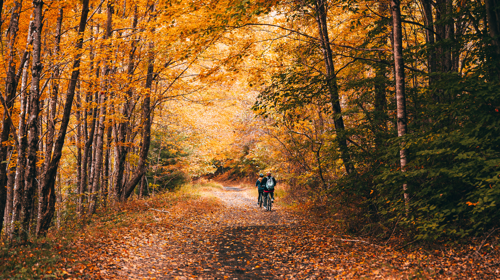 See Gorgeous Fall Colors While Biking The Historic Virginia Creeper Trail