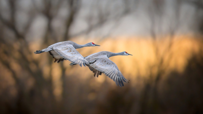 Pair of sandhill cranes in flight