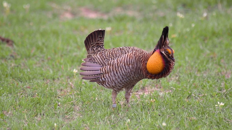Adult male Attwater's Prairie Chicken standing in grass