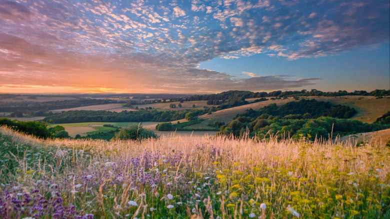 Rainbow colors of wildflowers and rolling hills in sunset South Downs National Park