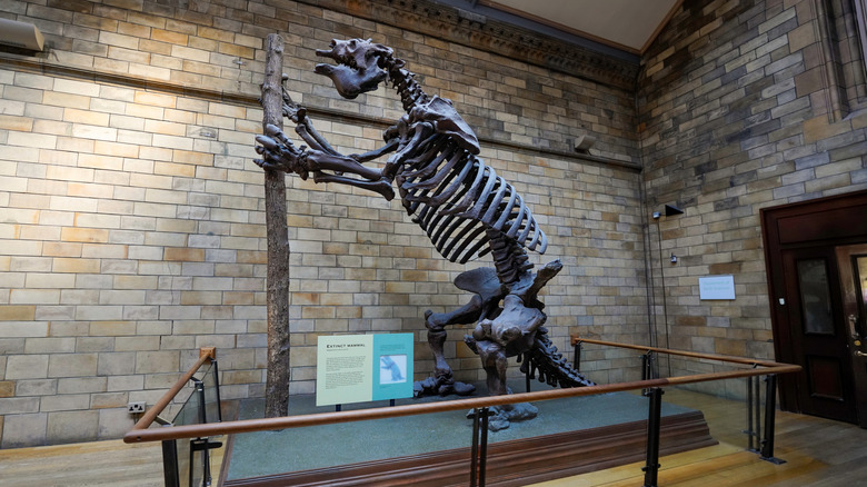 Skeleton of a giant ground sloth in a museum