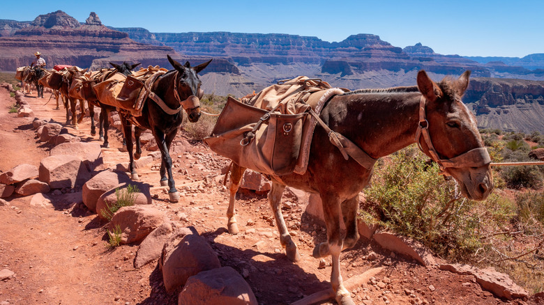 Pack mule train on a Grand Canyon trail