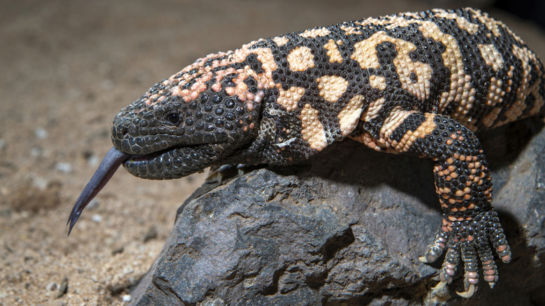 Black and orange gila monster lizard