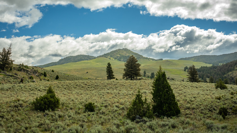 Remote backcountry wilderness in Yellowstone National Park