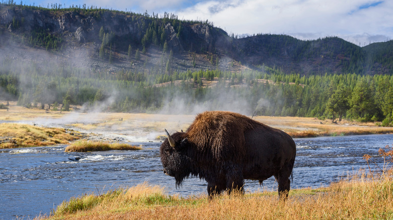 Bison beside a river in Yellowstone National Park
