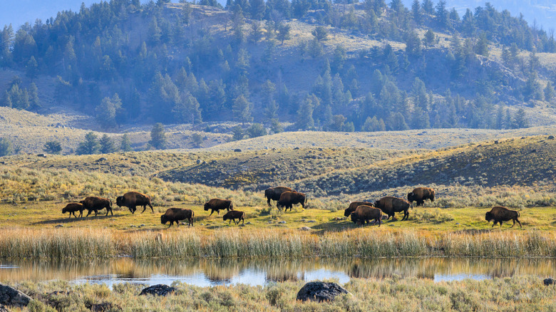 Bison roaming the grasslands of Yellowstone National Park