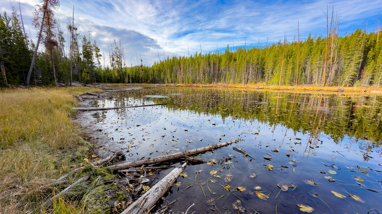 Lake of lily pads in Yellowstone National Park