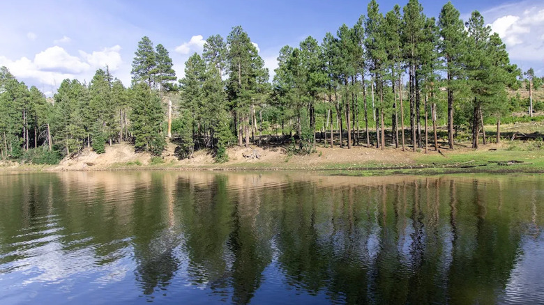 A pristine lake with grassy green shores and ponderosa pine dotting the hills under a partly cloudy sky with clouds reflected in the water