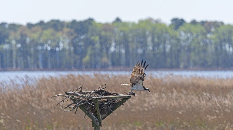 Osprey leaving the nest in the Blackwater National Wildlife Refuge, Maryland