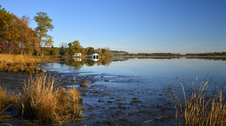 Clear day at the Blackwater National Wildlife Refuge in Maryland in the fall, with the red and gold coloring on the vegetation