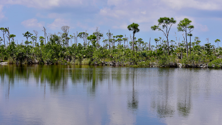 Wide view of the Blue Hole lake with a tree-lined shore and calm water in the Florida Keys