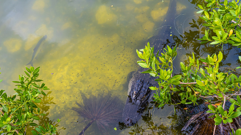 Alligator swimming in the water with fish at Blue Hole in the Florida Keys