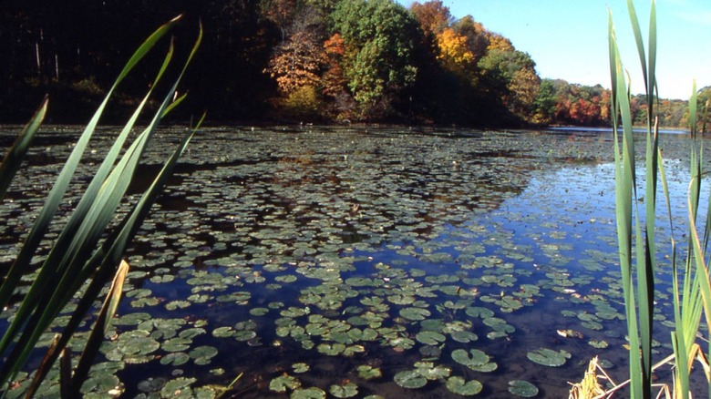 Lily pads in the lake at Blue Rock State Park