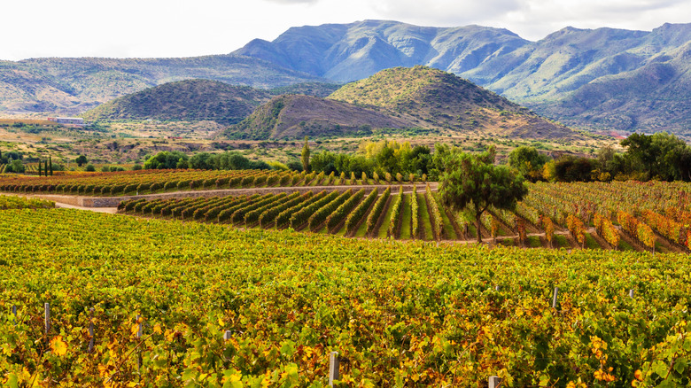 tarija vineyards in bolivia