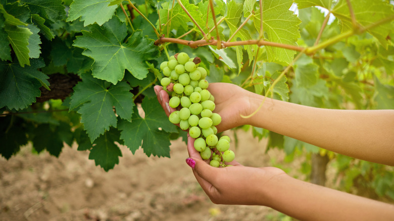 picking garpes tarija bolivia