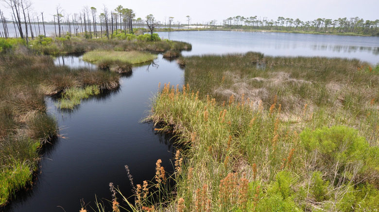 The Little Lagoon at Bon Secour National Wildlife Refuge in Alabama