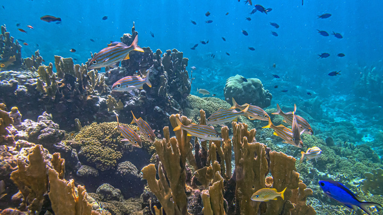 Coral reef with colorful fish underwater off the coast of Bonaire, Caribbean