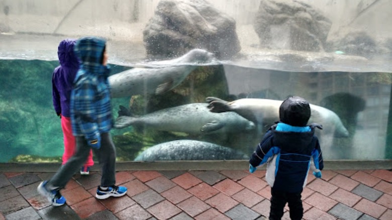 Harbor seals outside the New England Aquarium